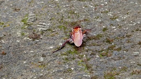 An assassin bug or winged insect crawling on a weathered mossy stone surface Stock Footage 346948420