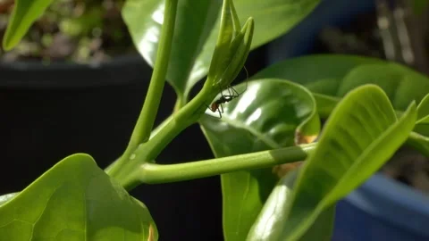 Assassin Bug Perched and Moving on Citrus Plant- Static Shot Stock Footage 331834827