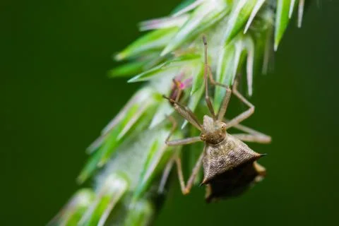 Assassin bug Stock Photos