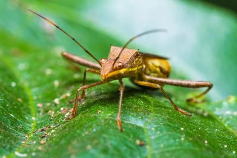 Assassin bug Stock Photos