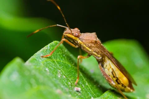 Assassin bug Stock Photos