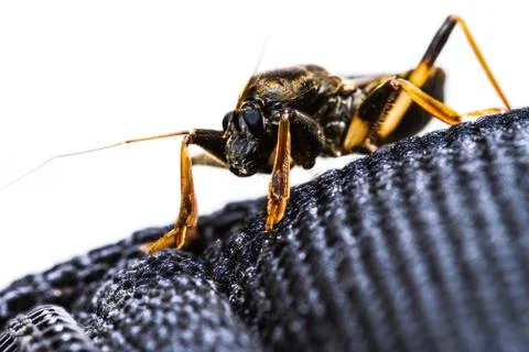 Assassin bug Stock Photos
