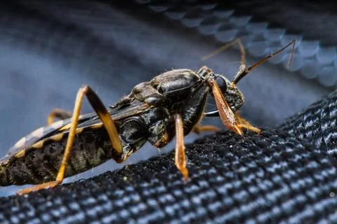 Assassin bug Stock Photos