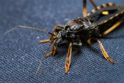 Assassin bug Stock Photos
