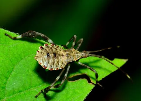 Assassin bug Stock Photos