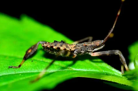 Assassin bug Stock Photos