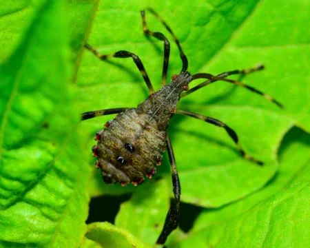 Assassin bug Stock Photos