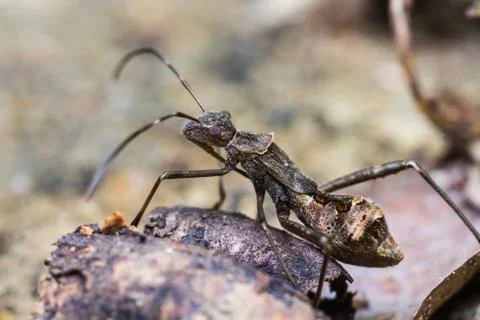 Assassin bug Stock Photos