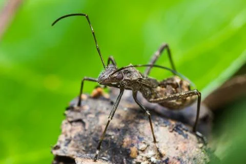 Assassin bug Stock Photos