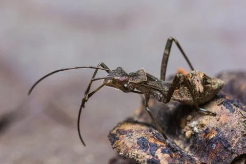 Assassin bug Stock Photos