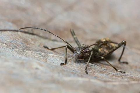 Assassin bug Stock Photos