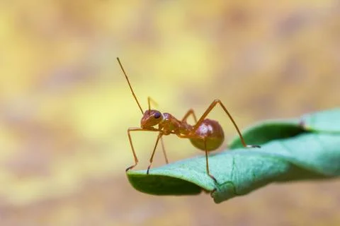 Assassin bug Stock Photos