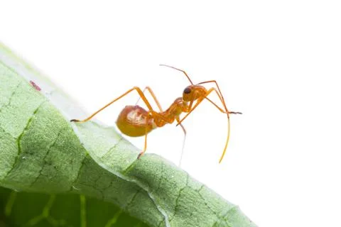 Assassin bug Stock Photos