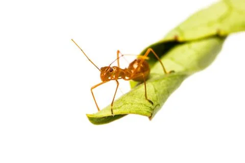 Assassin bug Stock Photos