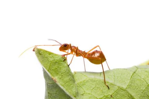 Assassin bug Stock Photos
