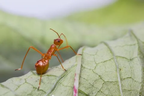 Assassin bug Stock Photos
