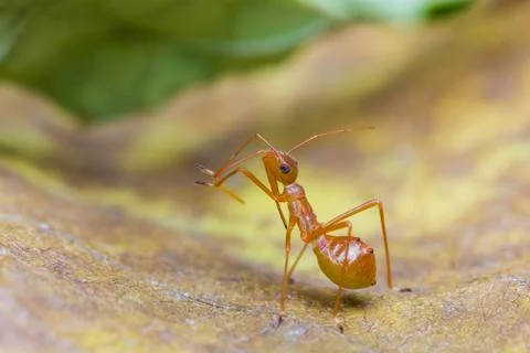 Assassin bug Stock-Fotos