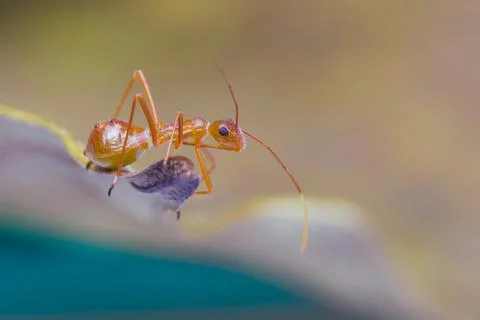 Assassin bug Stock Photos