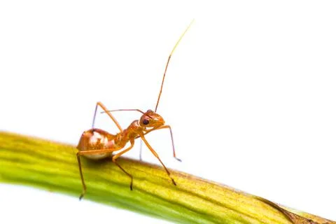 Assassin bug Stock Photos