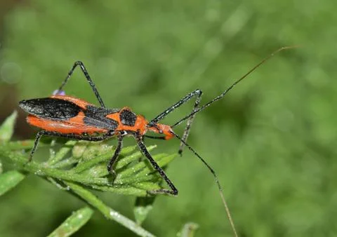 Assassin bug Foto stock