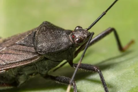 Assassin bug Stock Photos