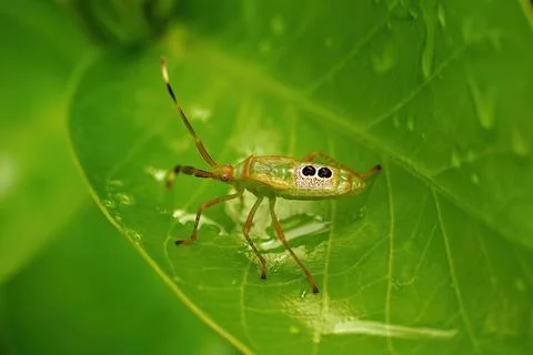 An Assassin Bug Stock Photos