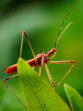 Assassin Bug Stock Photos