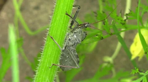 Assassin bug on plant stem Stock Footage 65454269