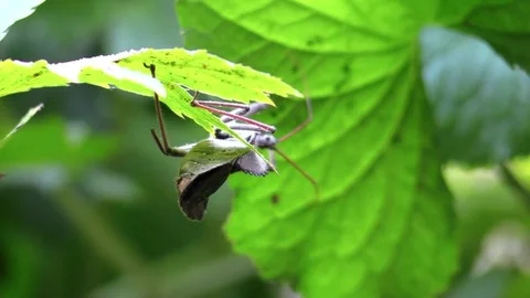 Assassin bug to to reach a leaf almost falls Stock Footage 79320197