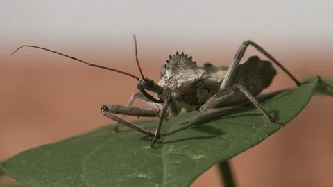 An assassin bug rests on a cotton leaf in a plowed field, moving slightly, 4K. Stock Footage 114312452