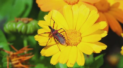 Assassin bug Rhynocoris iracundus Stock Footage 61042438