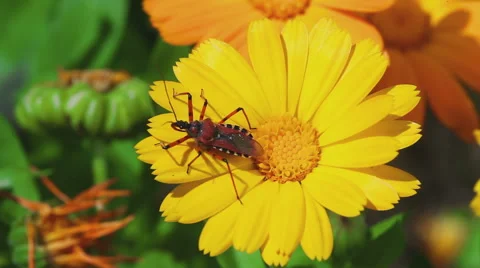 Assassin bug Rhynocoris iracundus Stock Footage 61065185