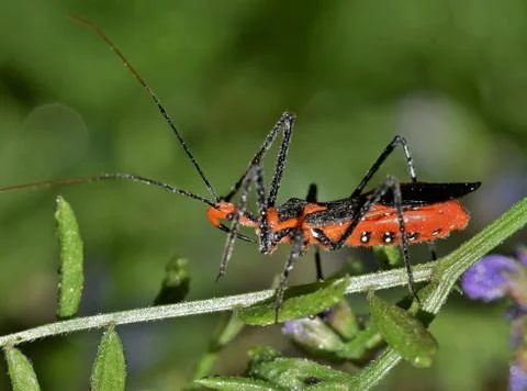 Assassin bug side view. Foto stock