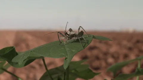 Assassin bug sits on a cotton leaf and poses as camera zooms to a close up, 4K. Stock Footage 120703845