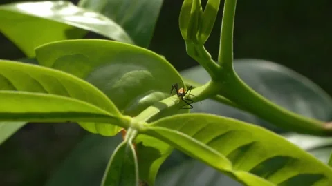 Assassin Bug Sitting Calmly on Citrus Leaf- Static Shot Stock Footage 331835085