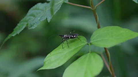 Assassin bug sitting Stock Footage 83164675