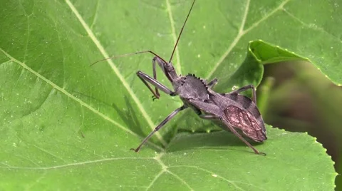 Assassin bug sitting on plant leaf Stock Footage 65454302