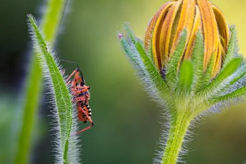 Assassin bug on a stem by a flower bud Stock Photos