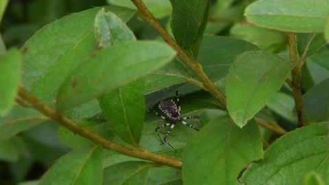Assassin bug stepping back Stock Footage 83164496