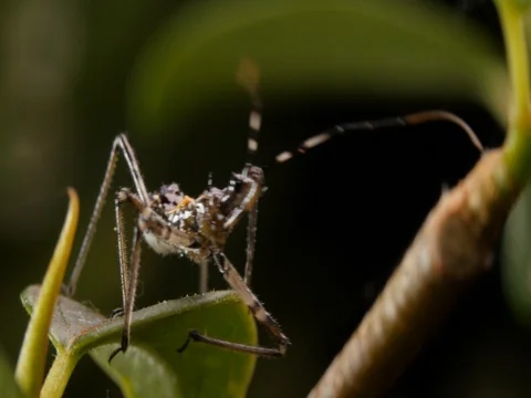 Assassin bug suborder Heteroptera of the order Hemiptera Stock Footage 74399700