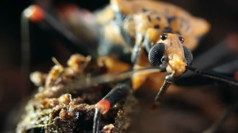 Assassin bug Triatoma sp. Stock Footage 1182402