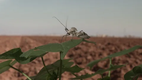An assassin bug turns on a cotton leaf in a plowed field, then flies away, 4K. Stock Footage 120348531
