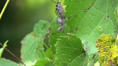 Assassin bug walking on a grape leaf Stock Footage 79059408