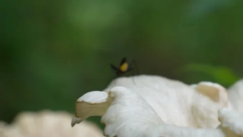 An assassin bug is wandering on a mushroom Stock Footage 314573216