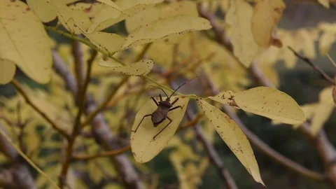Assassin bug &amp; yellow leaf Stock Footage 83104682