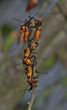 Assassin bugs on a stick. Stock Photos