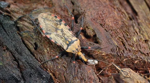 Assassin bugs Triatoma sp. Stock Footage 1182044