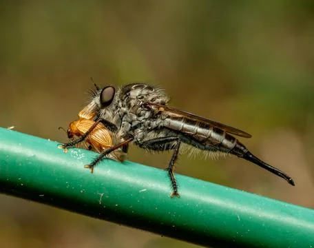 Assassin fly Stock Photos