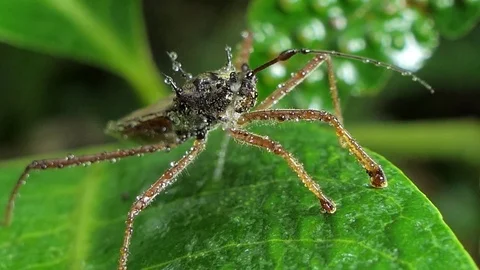 AssassinBug 4K 006 Stock Footage 84313709