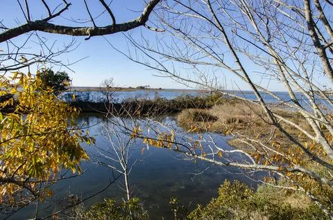 Assateague Marsh Stock Photos
